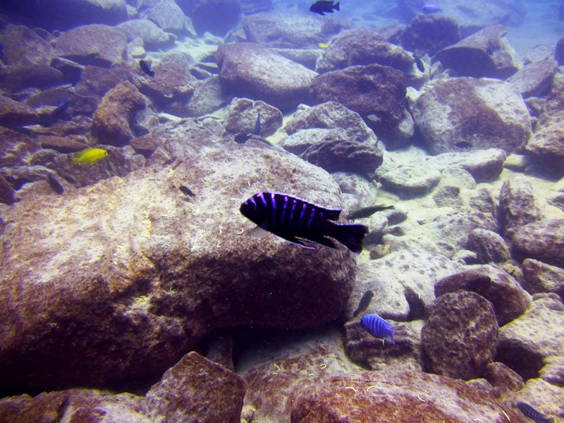 Cynotilapia afra 'Chizumulu Island'